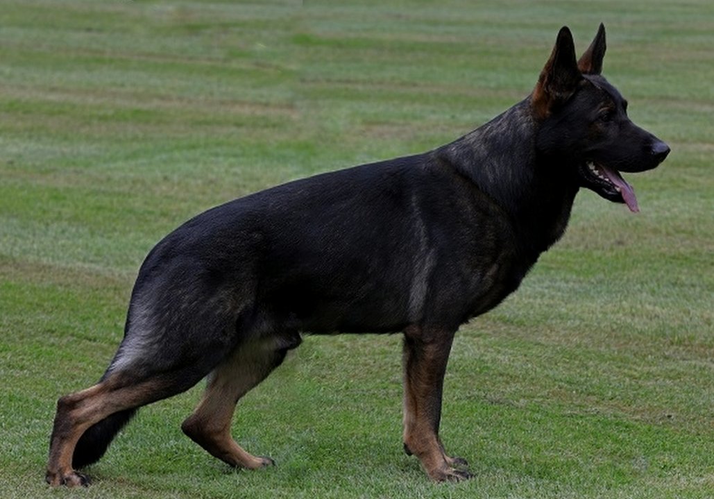 Buster vom Rhöner Hof